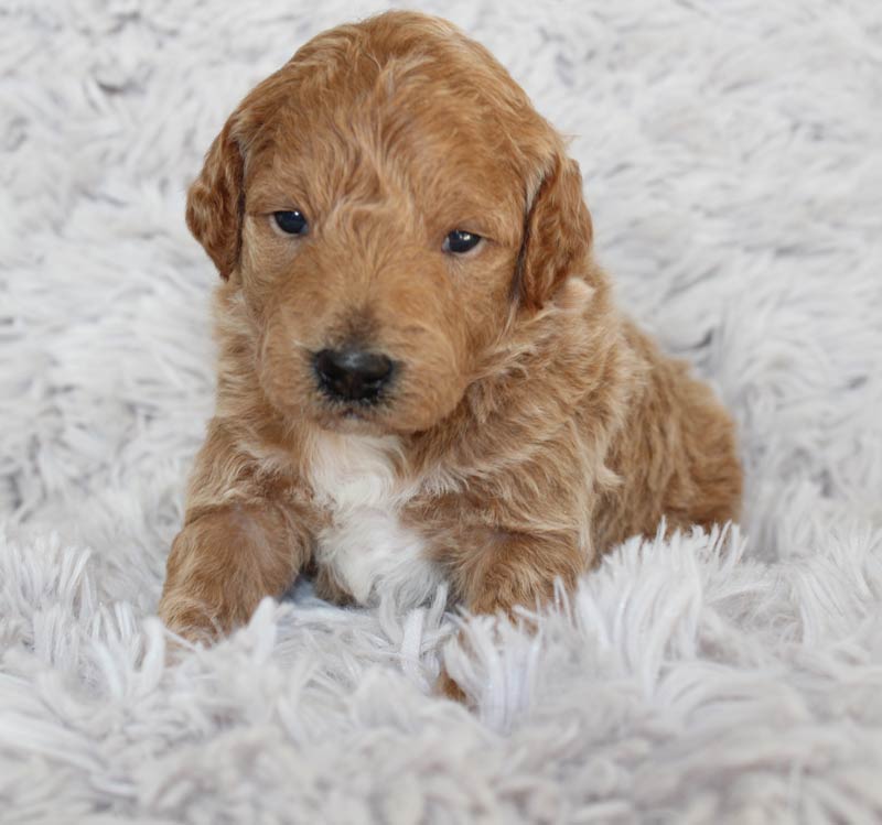 mini goldendoodle, mini goldendoodle for sale, mini golden doodle