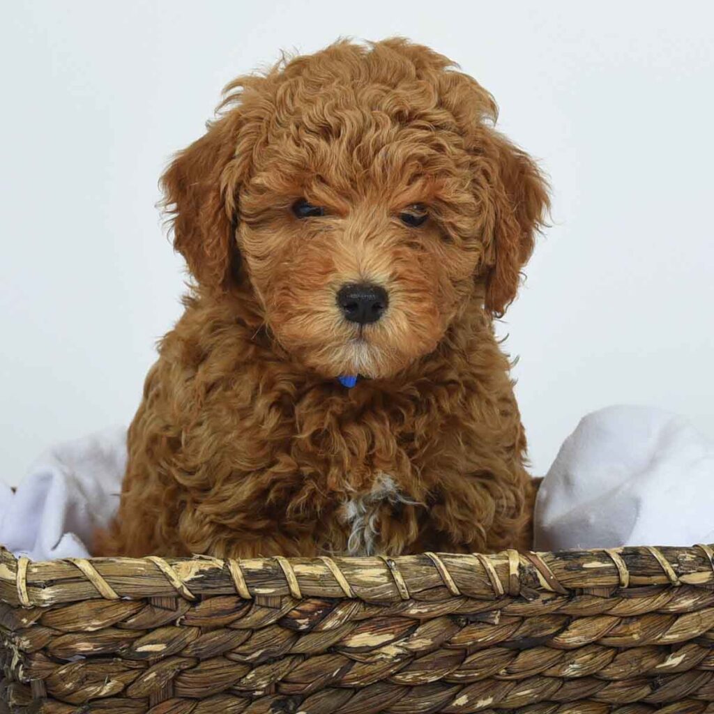 mini goldendoodle, mini goldendoodle for sale, mini golden doodle