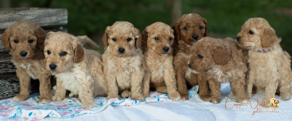 mini goldendoodle, mini goldendoodle for sale, mini golden doodle,f1bb mini goldendoodle