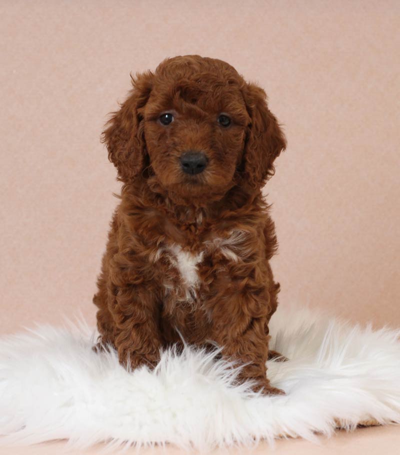 mini goldendoodle, mini goldendoodle for sale, mini golden doodle