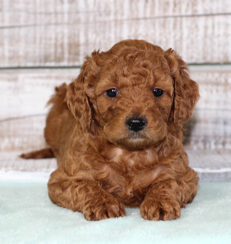 mini goldendoodle, mini goldendoodle for sale, mini golden doodle