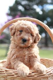 mini goldendoodle, mini goldendoodle for sale, mini golden doodle