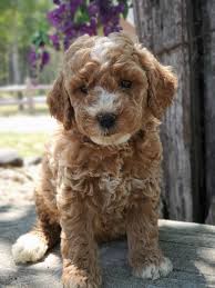 mini goldendoodle, mini goldendoodle for sale, mini golden doodle