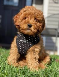 mini goldendoodle, mini goldendoodle for sale, mini golden doodle