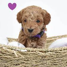 mini goldendoodle, mini goldendoodle for sale, mini golden doodle