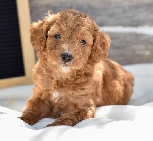 mini goldendoodle, mini goldendoodle for sale, mini golden doodle