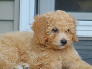 mini goldendoodle, mini goldendoodle for sale, mini golden doodle